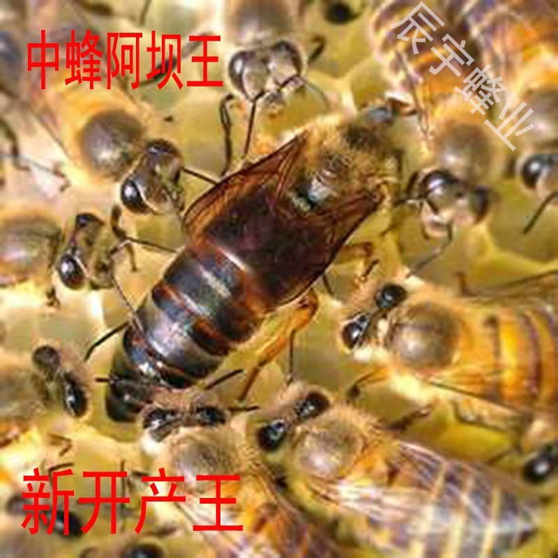 阿坝中蜂王活体蜂王种王马尔康蜂王蜂群火炉王双色王处女王包邮|msdalam kategori luar/Mountaineer/Camping/Aksesori perjalanan, dapur/pinggan mangkuk/bekalan barbeku berkelah, beg berkelah/Luar Cutlery Set - dari Buy2taobao.com untuk memberikan perkhidmatan ejen Taobao profesional membeli