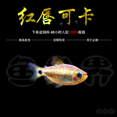 热带鱼红唇可卡淡水鱼