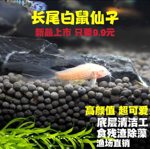 长尾白鼠仙子鱼清道夫热带观赏工具鱼清洁缸除藻吃垃圾粪便鱼包邮