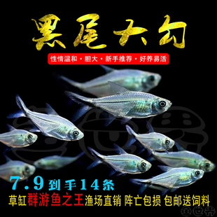 黑尾大勾鱼小型灯科热带鱼黑尾旗大勾鱼活体草缸鱼群游观赏鱼包活