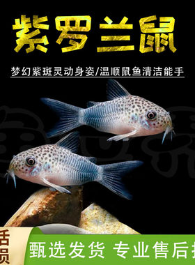 紫罗兰鼠鱼南美进口缸底清洁工具鱼残渣可爱的小老鼠鱼热带鱼活体