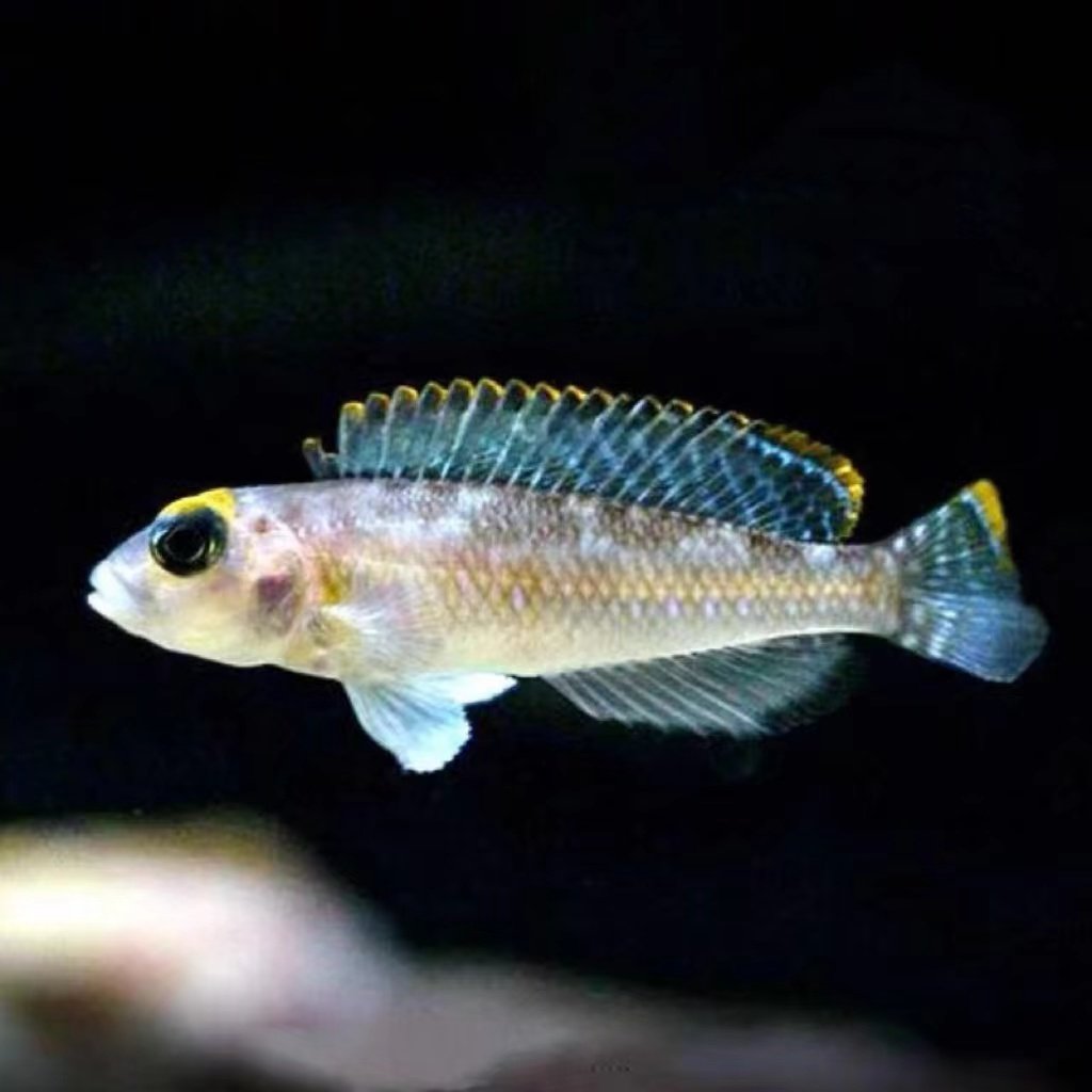 蓝钻贝鱼入门小型灯鱼品种热带观赏鱼南美高端草缸群游活体鱼包邮