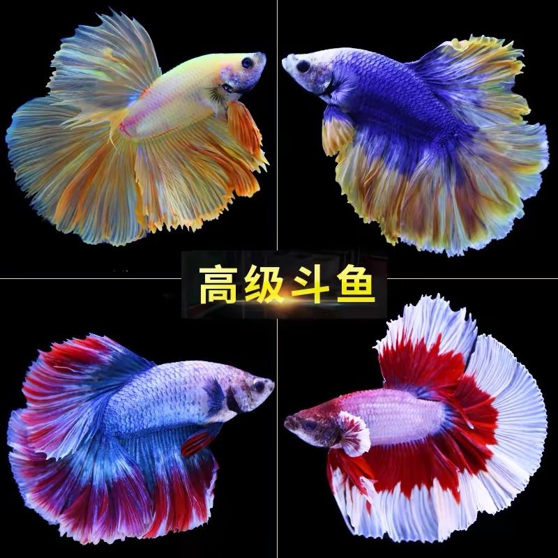 泰国斗鱼精品观赏鱼半月马尾狮王淡水好养耐活鱼缸宠物小型热带鱼,宠物/宠物食品及用品,鱼,淘宝优惠券,粉丝福利购,淘宝优惠卷