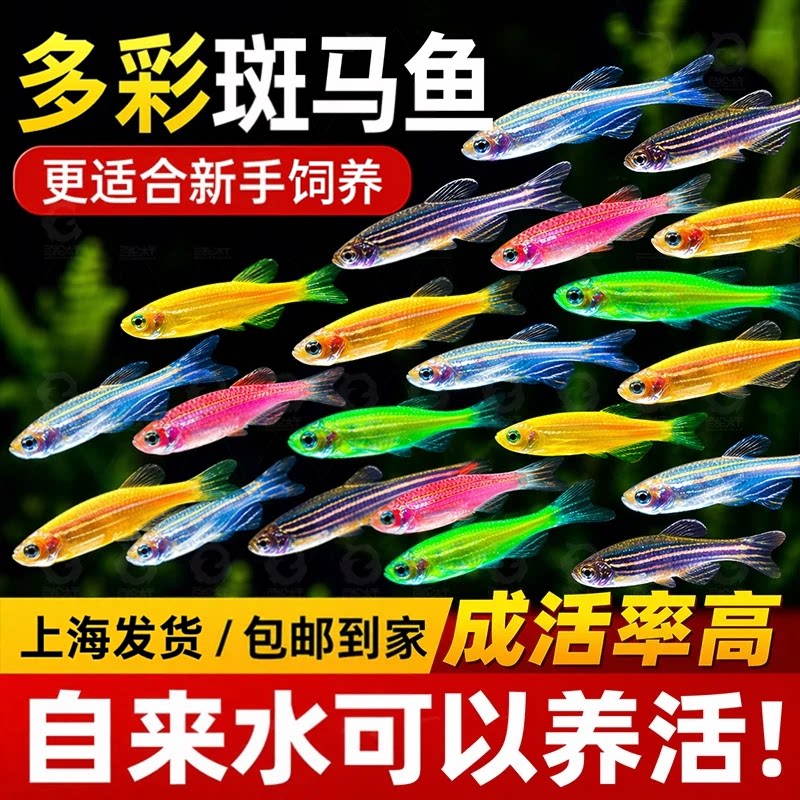 热带观赏鱼七彩斑马鱼红绿灯科鱼小型鱼淡水孔雀鱼好养活的练手鱼