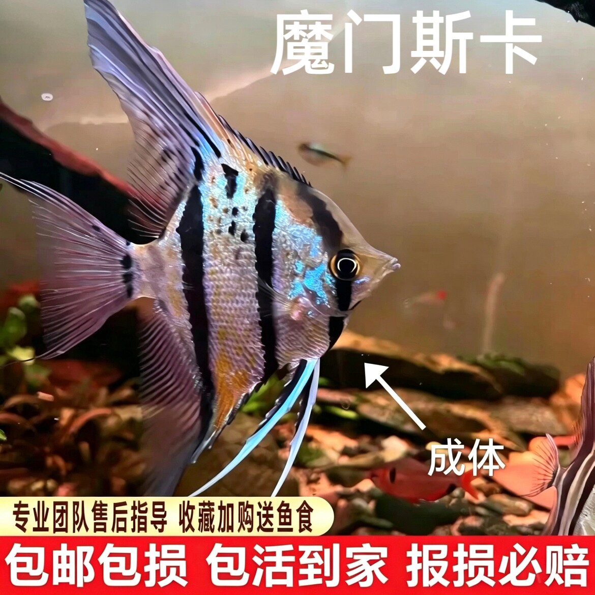 高端珍稀神仙鱼伊莎贝尔娜鲁湾魔门斯卡红背埃及秘鲁燕子热带神仙