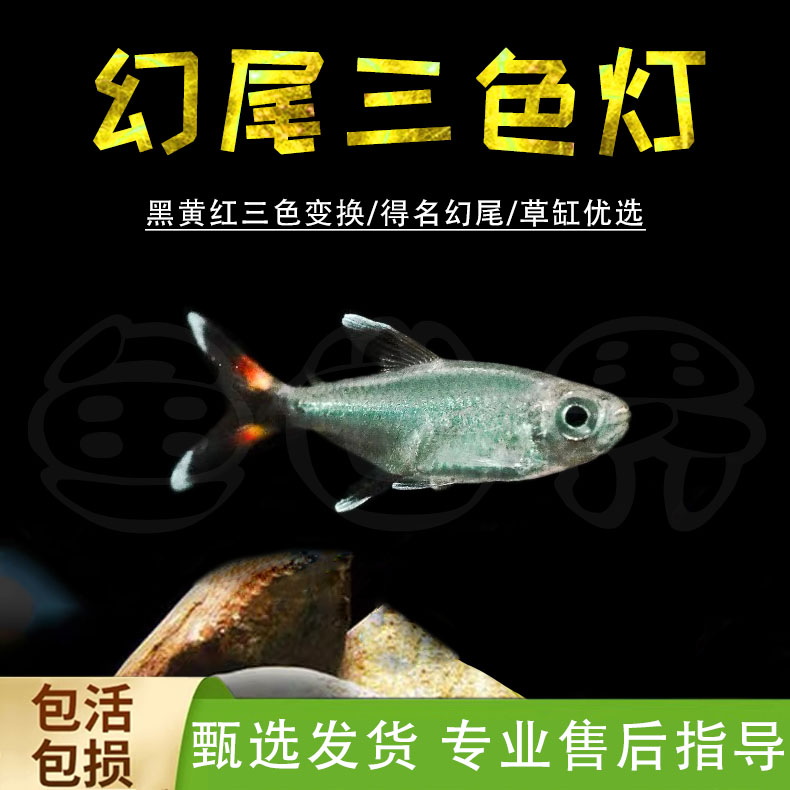 潘塔纳尔三色幻尾热带鱼淡水观赏鱼南美高端鱼小型灯科鱼草缸混养