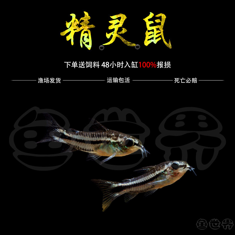 热带鱼精灵鼠热带淡水图片