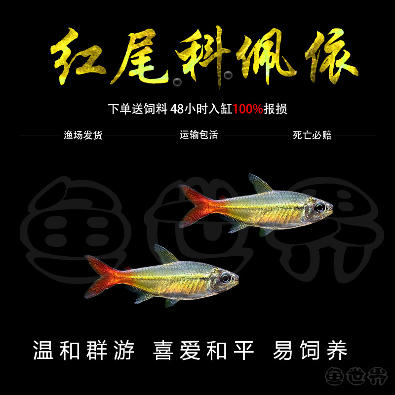 红尾科佩依翠绿南美鱼科配衣稀有高端灯科鱼草缸群游霓虹灯鱼活体