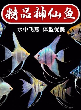秘鲁活体玻璃小型套餐七彩神仙鱼