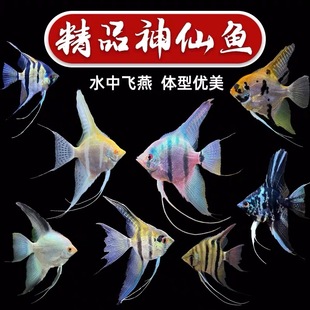 秘鲁七彩神仙鱼活体观赏鱼燕鱼秘鲁红头玻璃墨燕小型鱼苗套餐包邮