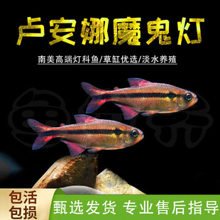 卢安纳魔鬼灯卢阿娜魔鬼灯鱼热带观赏鱼草缸南美缸高端鱼淡水包邮