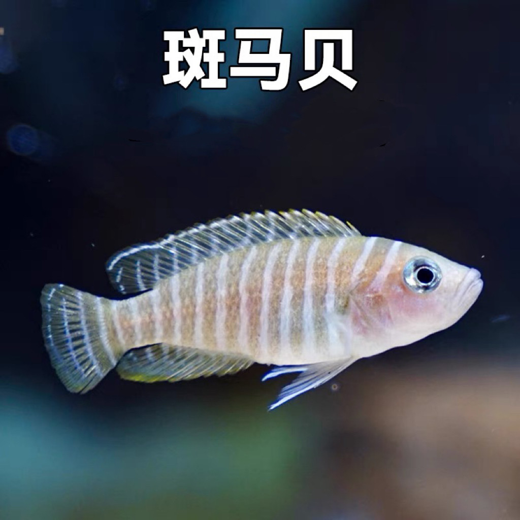 三湖慈鲷坦鲷卷贝斑马贝鱼黄帆天堂鸟钻石贝黄金叮当活体鱼