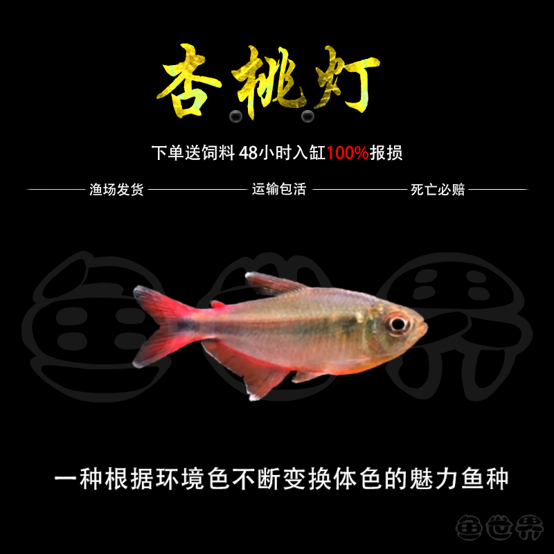 杏桃灯草缸灯鱼橙尾杏桃灯热带鱼南美灯鱼摩比斯热带水草缸稀有