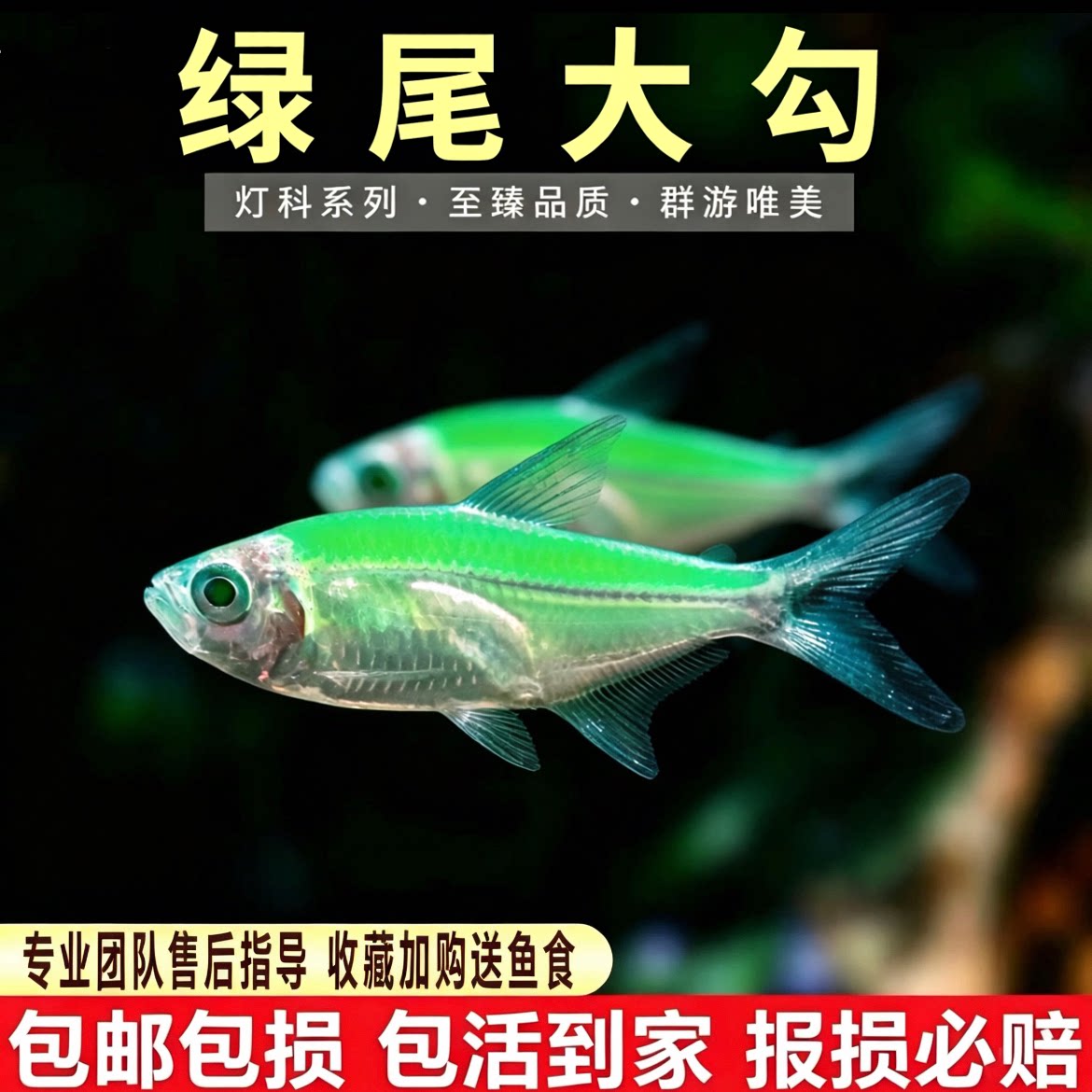 绿尾大勾鱼小型灯科鱼水草缸群游观赏鱼扯旗红绿灯淡水热带鱼活体