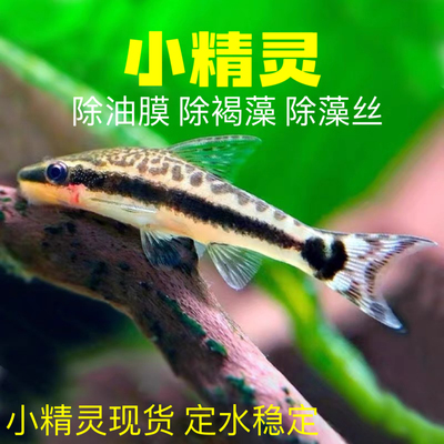 小精灵除藻热带鱼缸水草缸刮青苔