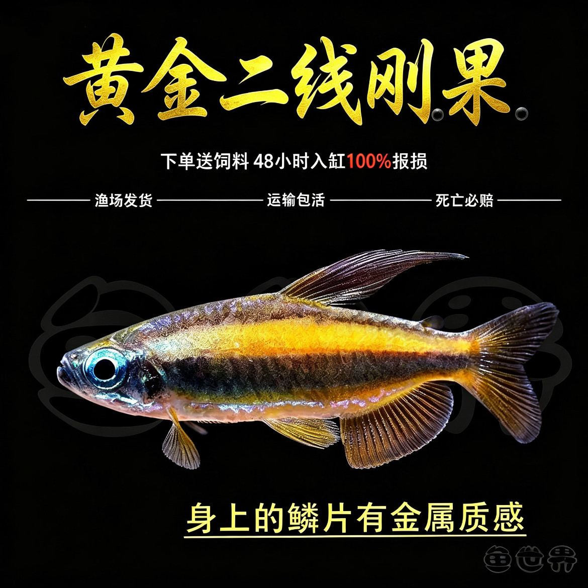 黄金二线刚果美人鱼热带鱼观赏鱼淡水小型灯鱼活体鱼苗草缸群游鱼