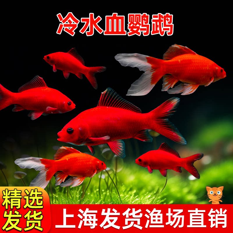 冷水鹦鹉鱼血鹦鹉红金锦鲤冷水观赏鱼活体鱼苗好养耐活发财鱼包邮图片
