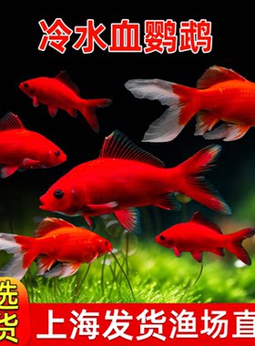 冷水鹦鹉鱼血鹦鹉红金锦鲤冷水观赏鱼活体鱼苗好养耐活发财鱼包邮