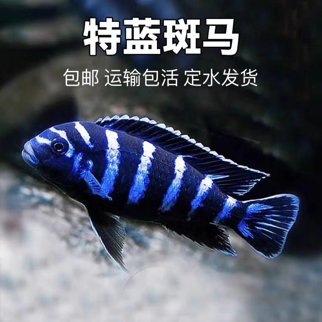 特蓝斑马三湖慈鲷热带观赏鱼水族活体鱼缸岩栖类坦鲷鱼易养艳丽