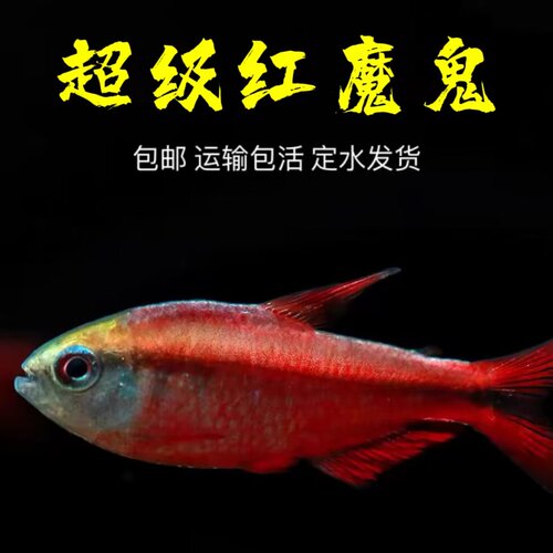 超级红魔鬼灯鱼超级黄魔鬼灯天青血红缎带高端缸小型热带灯鱼活体