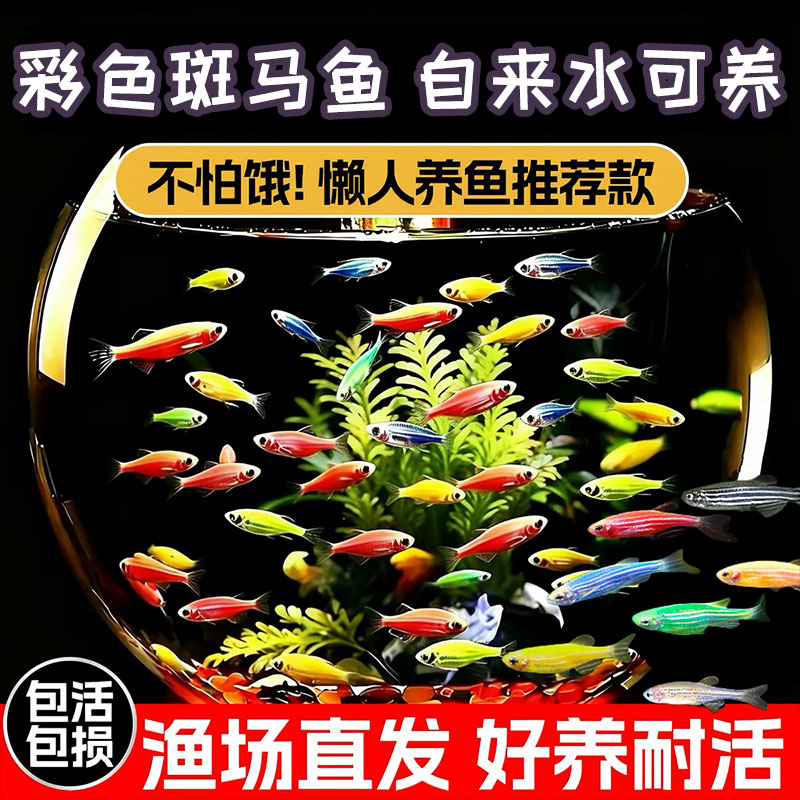 好养耐活热带观赏鱼斑马鱼孔雀鱼红绿灯鱼淡水金鱼苗小型灯科小鱼