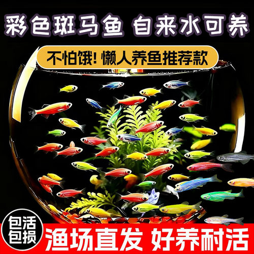 好养耐活热带观赏鱼斑马鱼孔雀鱼红绿灯鱼淡水金鱼苗小型灯科小鱼