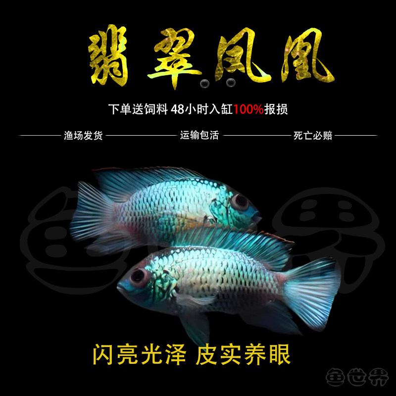 湛蓝宝石鱼翡翠凤凰鱼电光凤凰鱼南美慈鲷鱼热带鲷鱼活体鱼