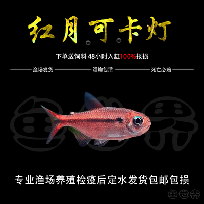 热带鱼红月可卡热带淡水鱼