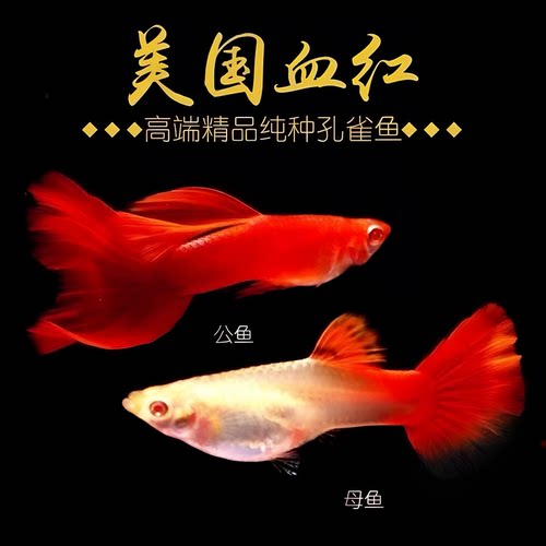 全红孔雀鱼热带鱼观赏鱼血红孔雀鱼红眼火炬墨兰天空蓝巴西红活体