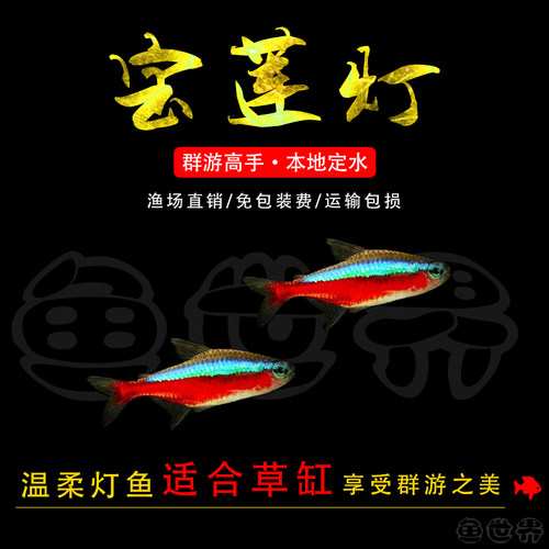 宝莲灯鱼红莲小型灯科活体包活