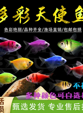 七彩天使鱼观赏鱼彩群鱼热带鱼群游斑马灯科小型鱼淡水鱼好养耐活