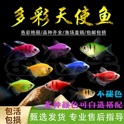 天使鱼观赏鱼热带小型冷水鱼