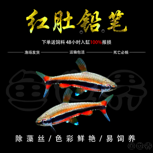 红肚铅笔橘色铅笔鱼红头红肚铅笔灯观赏鱼水草缸群游小型热带活体