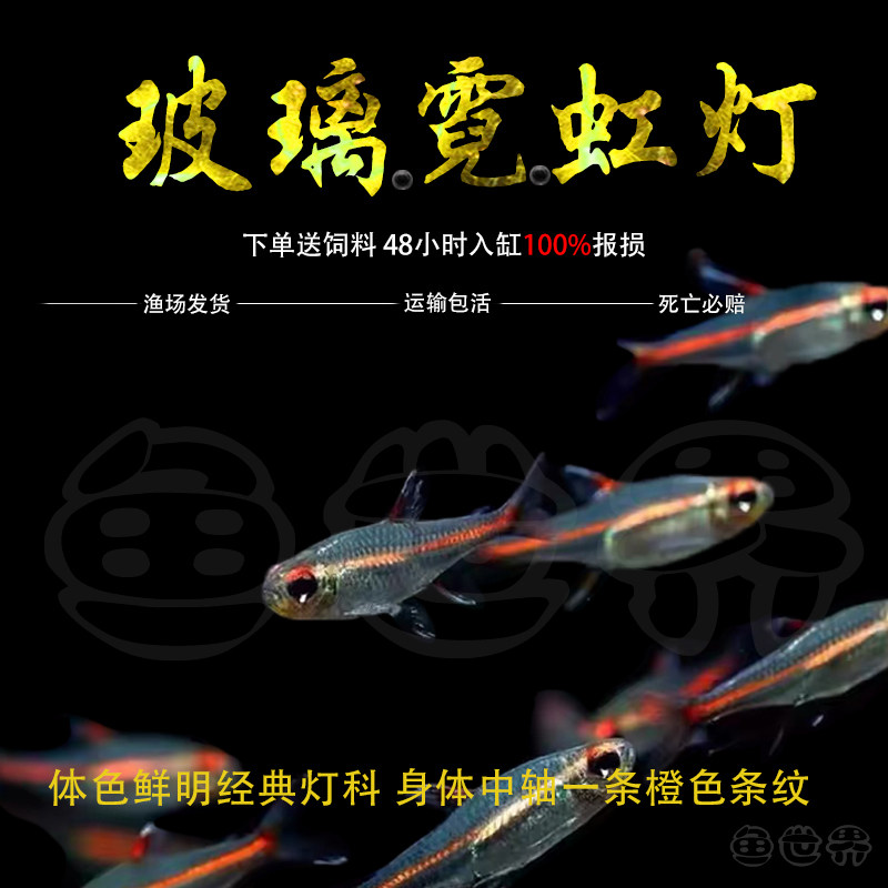红光管鱼玻璃霓虹灯热带观赏鱼水草缸热带群游小型红灯管灯鱼活体