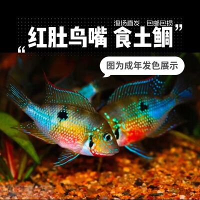 红肚鸟嘴食土鲷鱼非洲慈鲷南美鲷鱼活体鱼观赏鱼淡水热带鱼小型鱼