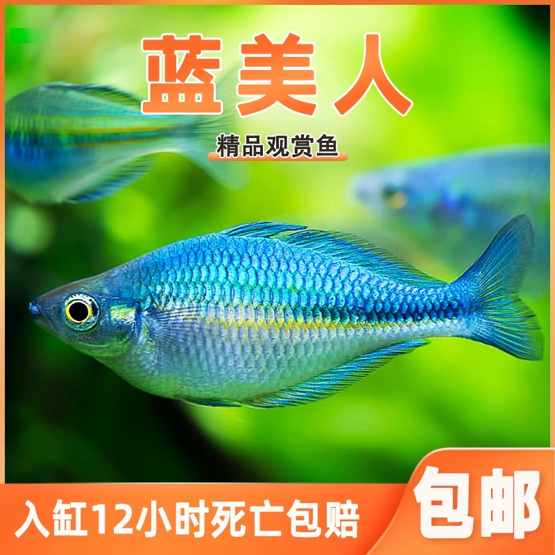 观赏鱼蓝美人鱼热带淡水
