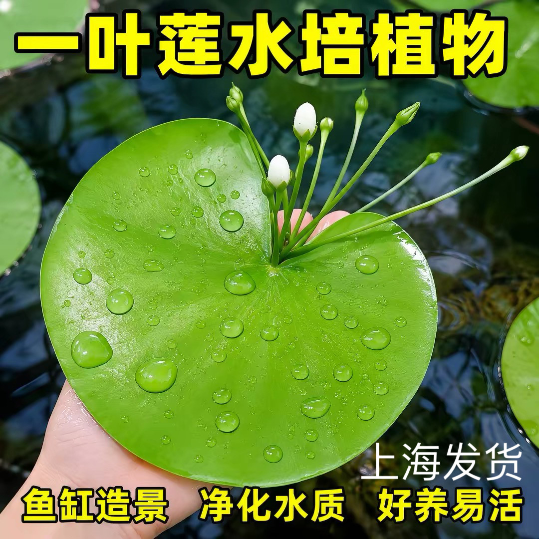 一叶莲无土水生水培植物水生水培鱼盆池碗莲盆栽莲花水培四季常青
