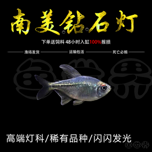 南美钻石灯闪光直线脂鲤南美进口小型淡水热带鱼灯科鱼群游鱼活体