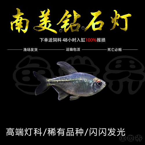 南美钻石灯热带鱼热带淡水鱼闪亮