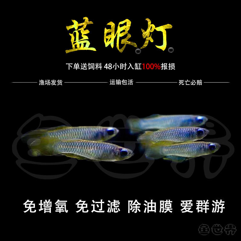 蓝眼睛鱼小型热带鱼蓝眼灯鱼幽灵灯鱼草缸青群游鱼热带观赏灯鳉鱼