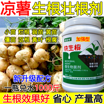凉薯生根液生根壮苗剂凉薯生根剂生根粉微生物菌剂蔬菜果树滴灌肥