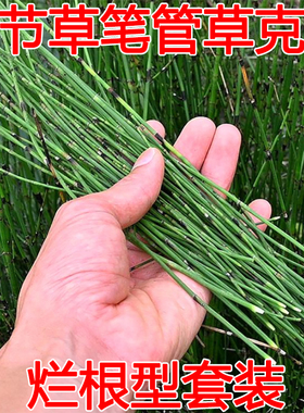 专杀节节草农药笔管草专用药除草剂二甲草甘膦果园死草烂根正品