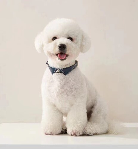 UFBemo狗狗项圈皮质狗脖圈宠物项圈牵引小型犬防丢猫项圈防窒息