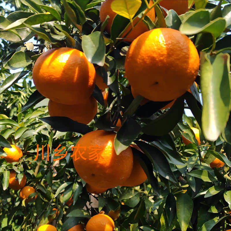 已售完 明年再来新鲜沃柑现摘现发自家果树当季孕妇水果8斤装