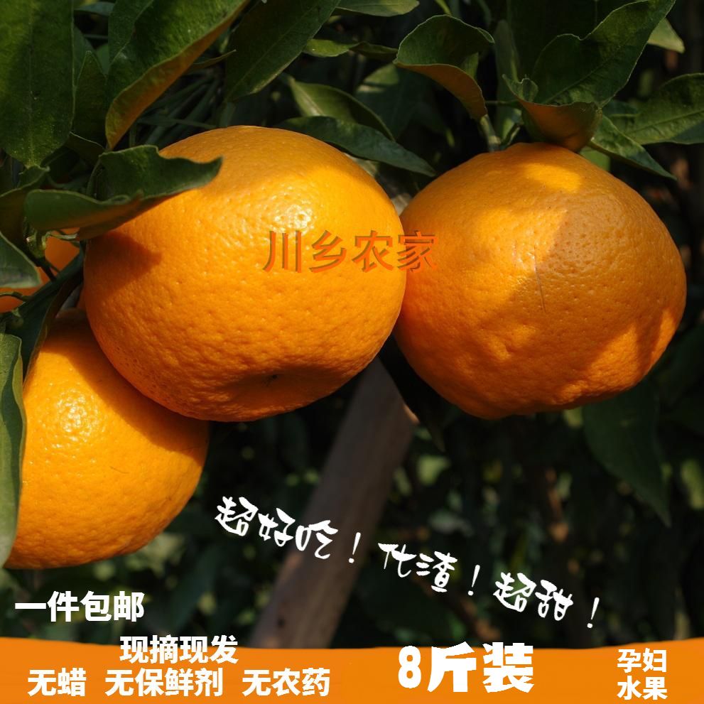 已售完，明年再来 四川春见耙耙柑现摘现发自家果树新鲜柑橘