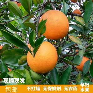 11月底发货 自家果树脐橙现摘现发当季新鲜水果孕妇水果