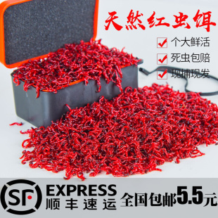 红虫活饵新鲜特大号野钓黑头公母虫喂观赏小鲫鱼食现捕水蚤现货