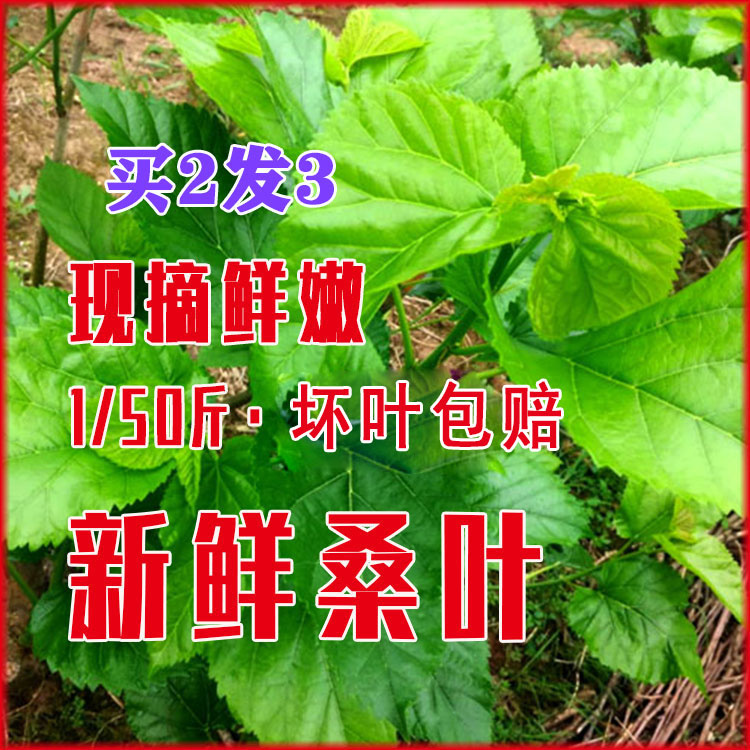 新鲜桑叶喂蚕吃现摘嫩桑树叶人食用嫩叶现摘大叶小蚕叶250g斤包邮