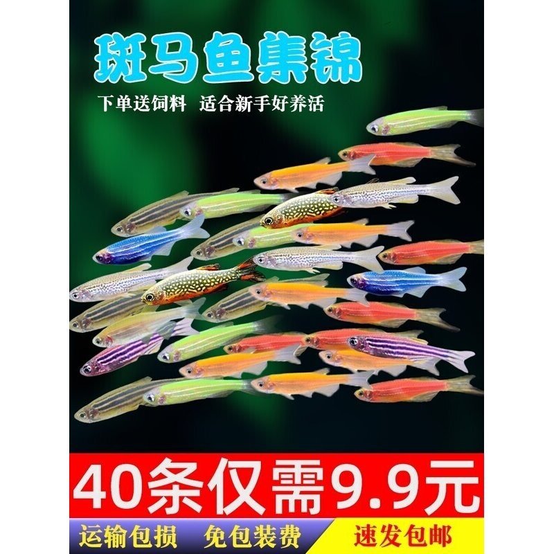 荧光青苹果糖果斑马鱼孔雀天使红绿灯鱼热带观赏鱼冷水鱼活体鱼苗