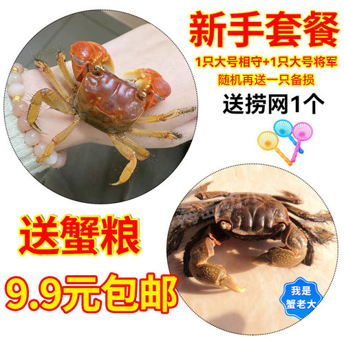 红鳌鲜活相手蟹活体迷你宠物辣椒淡水观赏水族用品水路饲养盒包邮
